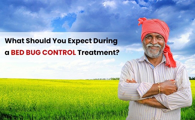 What Should You Expect During a Bed Bug Control Treatment?